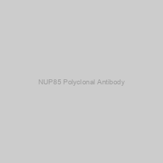 Image of NUP85 Polyclonal Antibody